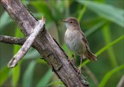 12_DSC8748_Savis_Warbler_surmise_59pc