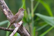 12_DSC8766_Savis_Warbler_estrangement_67pc