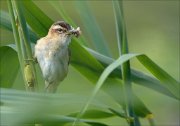 20_DSC2492_Sedge_Warbler_obtain_59pc