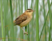 P1350170_sedge_warbler