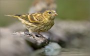 02_DSC6533_Serin_juv_near_the_pond_44pc