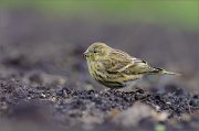 05_DSC6322_Serin_on_bare_ground_78pc