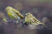 05_DSC6335_Serin_cute_couple_89pc