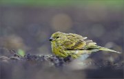 05_DSC6383_Serin_lost_in_earth_88pc