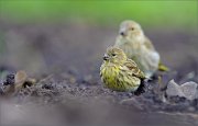 05_DSC6405_Serin_repeat_it_greenfinch_77pc