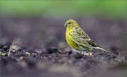 05_DSC6430_Serin_golden_boy_77pc