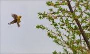 06_DSC0299_Serin_fly_in_53pc