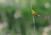 06_DSC4376_Serin_raspberry_cane_41pc