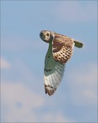 06_DSC1879_Short-eared_Owl_slipping_around_20pc