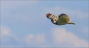 06_DSC1880_Short-eared_Owl_wing_plane_24pc