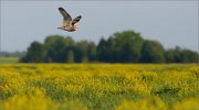 06_DSC1949_Short-eared_Owl_meadow_demesne_62pc