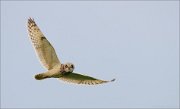 06_DSC2369_Short-eared_Owl_host_flight_43pc