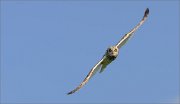 06_DSC2470_Short-eared_Owl_diagonal_flight_32pc