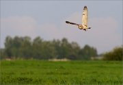 06_DSC2550_Short-eared_Owl_prey_delivery_53pc