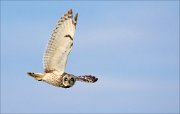 13_DSC7541_Short-eared_Owl_sinking_40pc