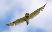 14_DSC2464_Short-eared_Owl_crosswise_28pc