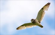 14_DSC2466_Short-eared_Owl_streamline_32pc