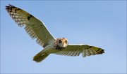 14_DSC2560_Short-eared_Owl_deterrence_41pc