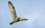 14_DSC2564_Short-eared_Owl_flyby_60pc