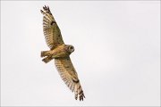 14_DSC3988_Short-eared_Owl_spannn_87pc