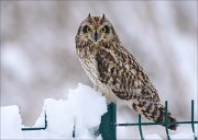 21_DSC5944_Short-eared_Owl_wonder_77pc