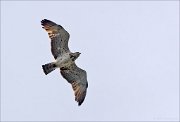 20_DSC2563_Short-toed_Snake_Eagle_flare_23pc