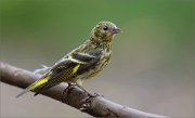 05_DSC5546_Siskin_young_tourist_neara_pond_76pc