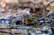 05_DSC5549_Siskin_last_heatwave_86pc