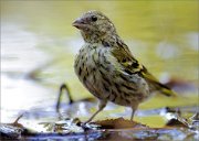 05_DSC5557_Siskin_posing_in_water_94pc