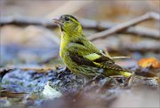 05_DSC5568_Siskin_male_fullpower_98pc