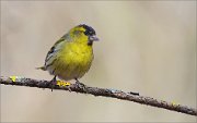 05_DSC8962_Siskin_prospector_62pc