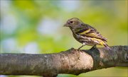 11_DSC8547_Siskin_chunky_57pc