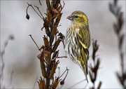 14_DSC5475_Eurasian_Siskin_steep_76pc