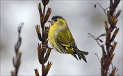 14_DSC5507_Eurasian_Siskin_grotesque_63pc