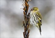 14_DSC5561_Eurasian_Siskin_chill_72pc