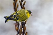 14_DSC5642_Eurasian_Siskin_reverse_76pc