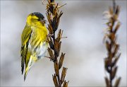 14_DSC5725_Eurasian_Siskin_trinket_65pc