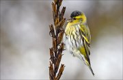 14_DSC5731_Eurasian_Siskin_dangle_70pc