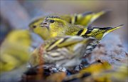 23_DSC0188_Eurasian_Siskin_cluster_67pc