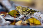 23_DSC0231_Eurasian_Siskin_100pc