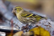 23_DSC0233_Eurasian_Siskin_breezy_71pc