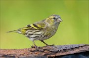 23_DSC0253_Eurasian_Siskin_airy_33pc