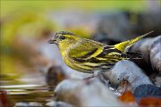 23_DSC0269_Eurasian_Siskin_character_65pc