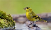 23_DSC0462_Eurasian_Siskin_verdure_72pc