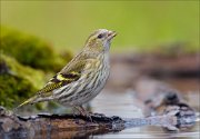 23_DSC0476_Eurasian_Siskin_sip_75pc