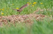 01_DSC0651_Skylark_take-off_22pc