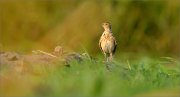 04_DSC1434_Skylark_messed_at_sunset_57pc