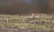 07_DSC4823_Skylark_tailfare_37pc