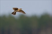 15_DSC0951_Eurasian_Skylark_frontier_31pc