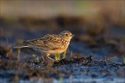 15_DSC2227_Eurasian_Skylark_waken_27pc